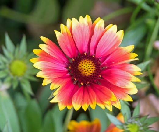 Mixed Gaillardia Flower Seeds
