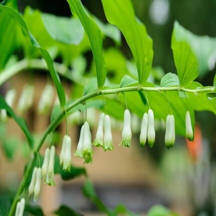 White Polygonatum Canaliculatum Flower Seeds