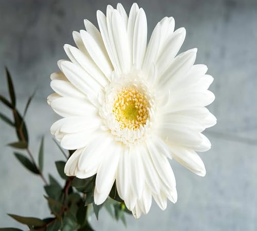 White Perennial Gerbera Flower Seeds