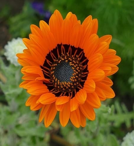 Orange Venidium Flower Seeds