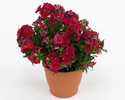Red Nemesia Flower Seeds