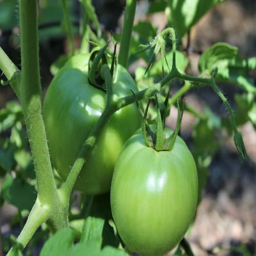 Green Tomato vegetable seeds for Home Gardening, Nutritious Backyard Harvest Collection for kitchen garden planting