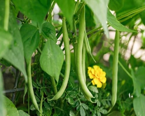 Green Beans vegetable seeds for Home Gardening, Heirloom, Non-GMO, High Germination Organic for kitchen garden planting