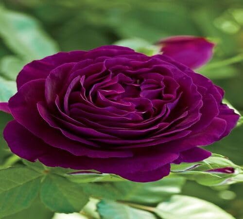 Violet Giant Rose Flower Seeds