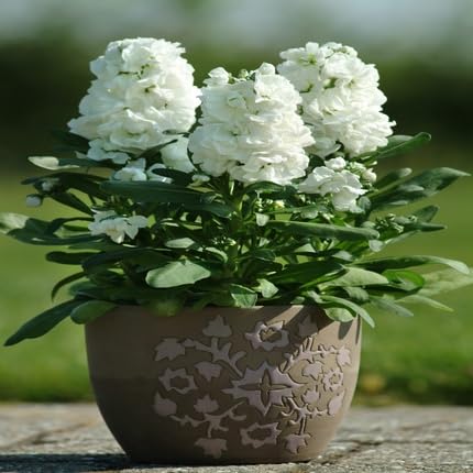 white matthiola flower seeds