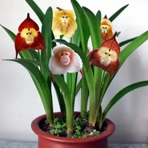 Orchids Flower Seeds