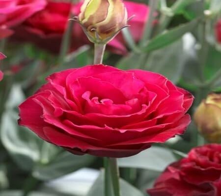 Red Lisianthus Flower Seeds