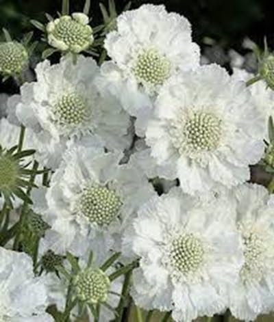 scabiosa Flower Seeds