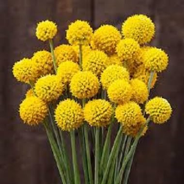 Craspedia Flower Seeds
