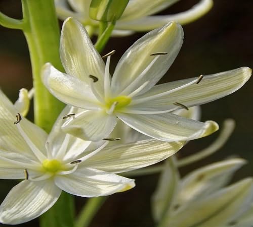 White Camassia Flower Seeds