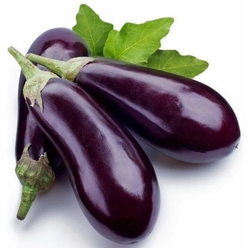 Purple Eggplant vegetable seeds for Home Gardening, Fast Growing Home Garden Variety for kitchen garden planting