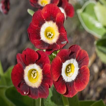 Red Primula Auricula Flower Seeds