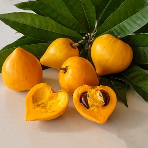 Dulcificum Fruit fruit seeds for organic garden planting