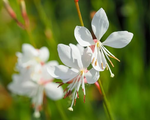 White Gaura Lindheimeri Flower Seeds