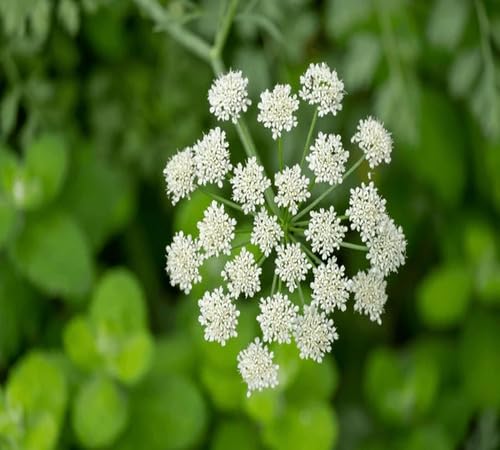 White Anise Flower Seeds