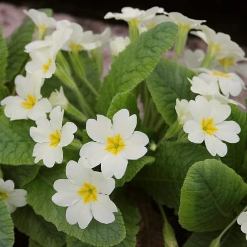 White Primula Auricula Flower Seeds