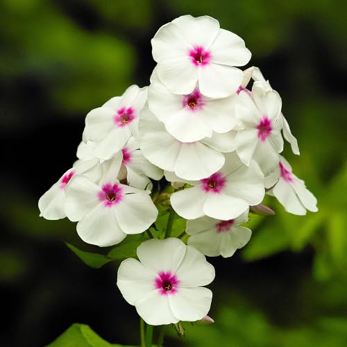 White Phlox Flower Seeds