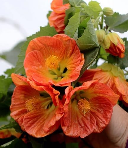 Orange Hollyhock Flowers Seeds