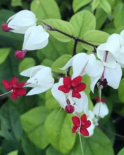 Red White Bleeding Heart Flower Seeds