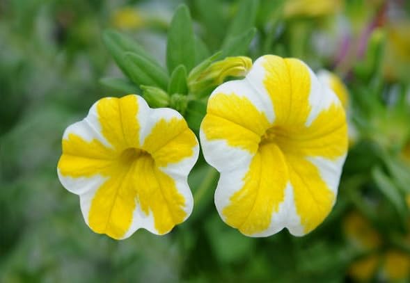 White Yellow Calibrachoa Flower Seeds
