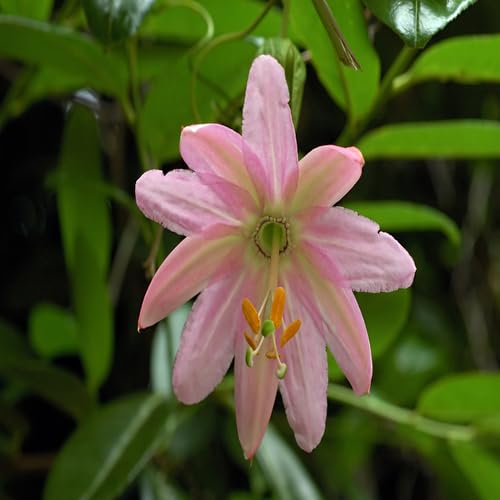 Pink Passiflora Flower Seeds