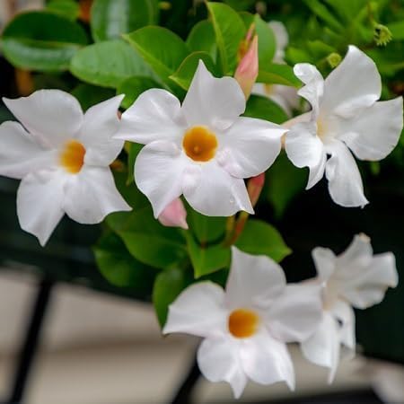 Mandevilla Flower Seeds