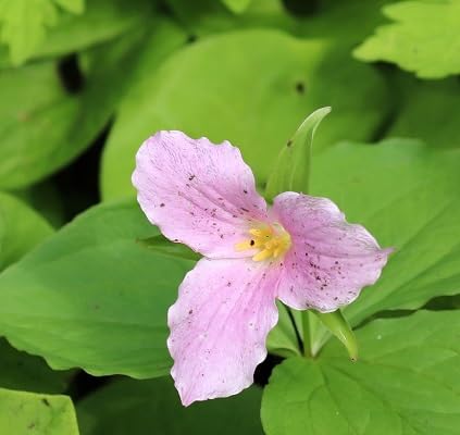 Pink Light Streptocarpus Flower Seeds