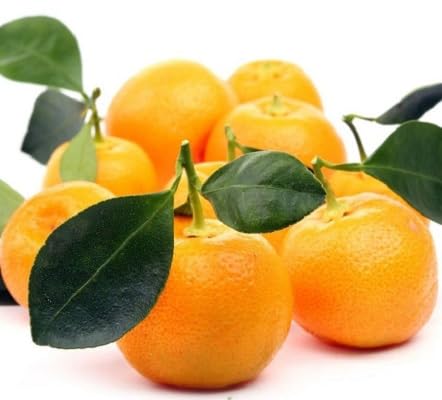 calamansi fruit Fruit Seeds for Home Planting Premium Germination Healthy Harvest Growing