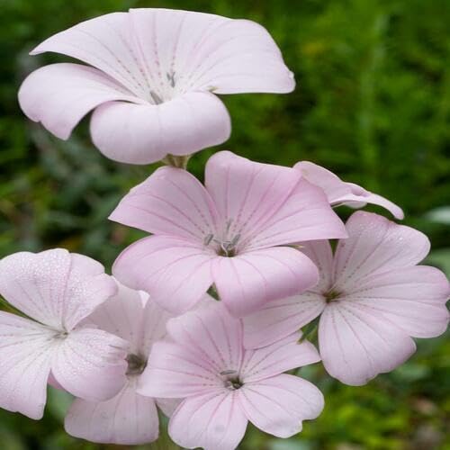 Pink Agrostemma Flower Seeds
