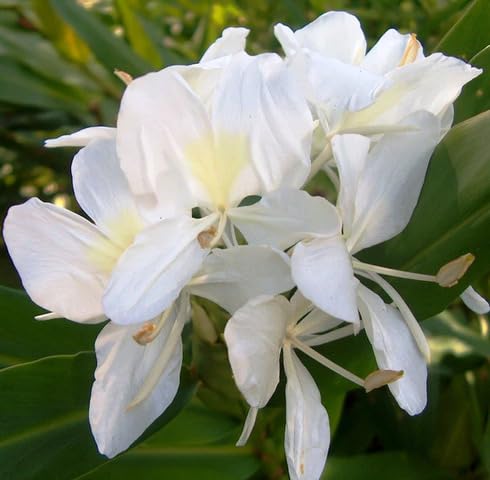 White Hedychium Flower Seeds
