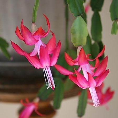 Pink Schlumbergera Flower Seeds