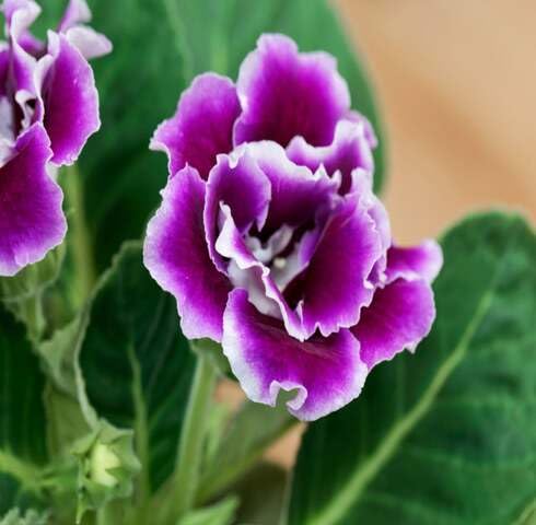 White Violet Gloxinia Flower Seeds