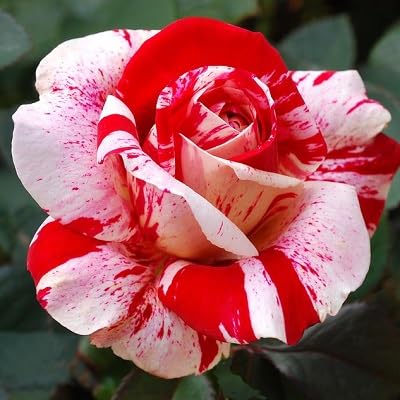 Red White Dragon Rose Flower Seeds