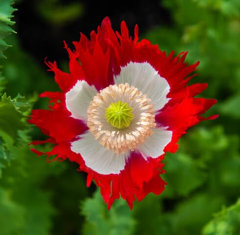 Red White somniferum Flower Seeds