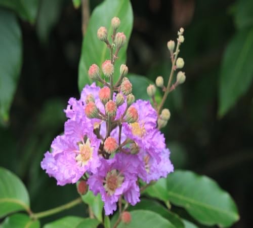 Lavender Lagerstroemia Flower Seeds
