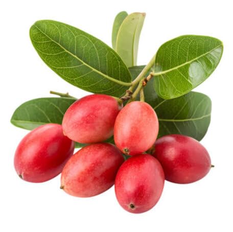 Red Carissa Carandas fruit seeds for organic garden planting