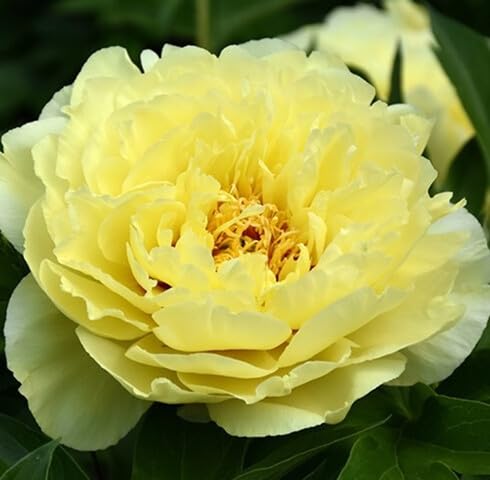 Yellow Paeonia Flower Seeds