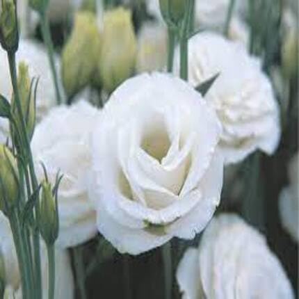 White Lisianthus Flower Seeds