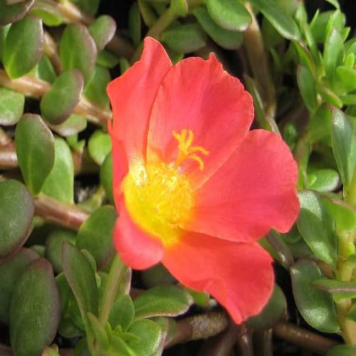 Red Portulaca Grandiflora Flower Seeds