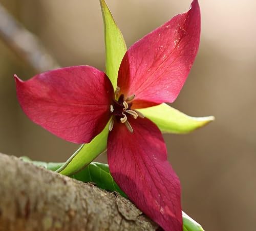 Trillium Erectum Flower Seeds
