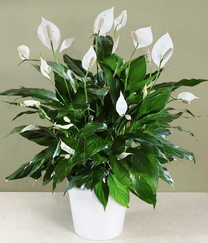 White Aethiopica Flowers Seeds