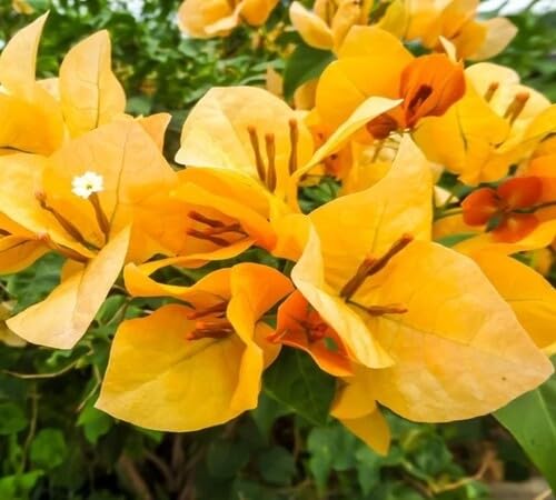 Yellow Perennial Bougainvillea Flower Seeds