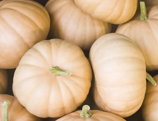 Yellow Pumpkin vegetable seeds for Home Gardening, Premium Kitchen Garden Planting for kitchen garden planting