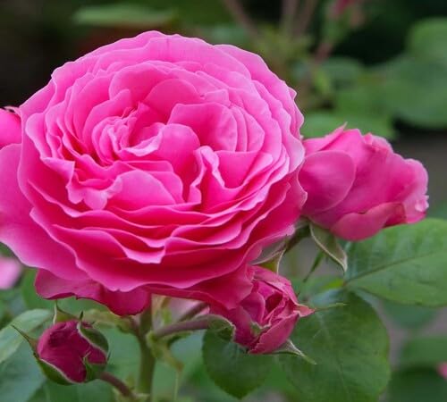 Pink Rose Damask Flower Seeds