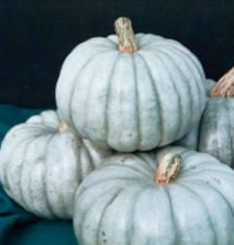 White Jarrahdale Pumpkin Perfect Heirloom Pumpkins Fruit Seeds