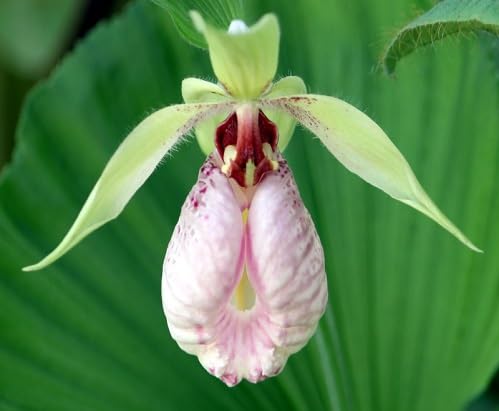 Pink Cypripedium Flower Seeds
