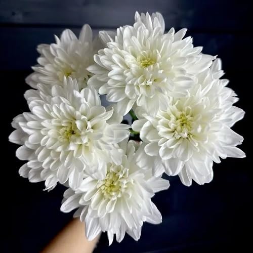 White Chrysanthemum Flowers Seed for