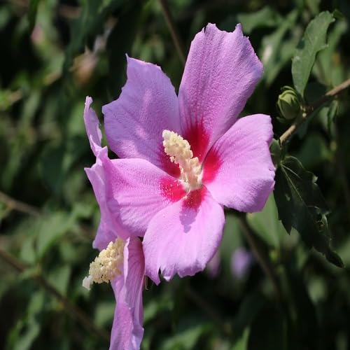 Purple Hibiscus Flower Seeds