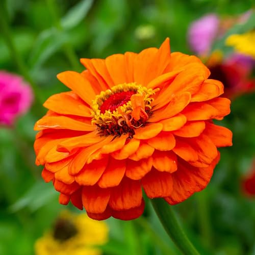 Yellow Zinnia Flower Seeds