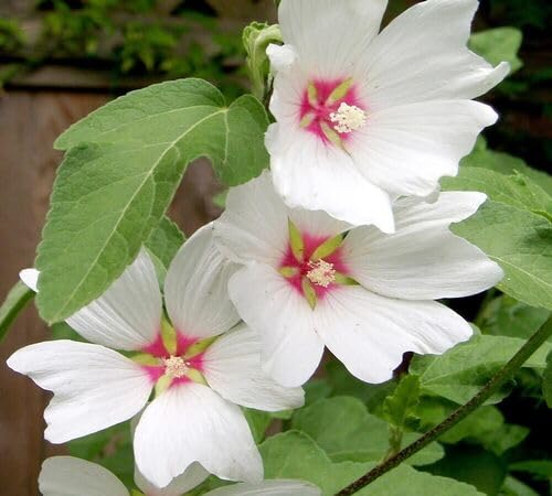 white lavatera flower seeds